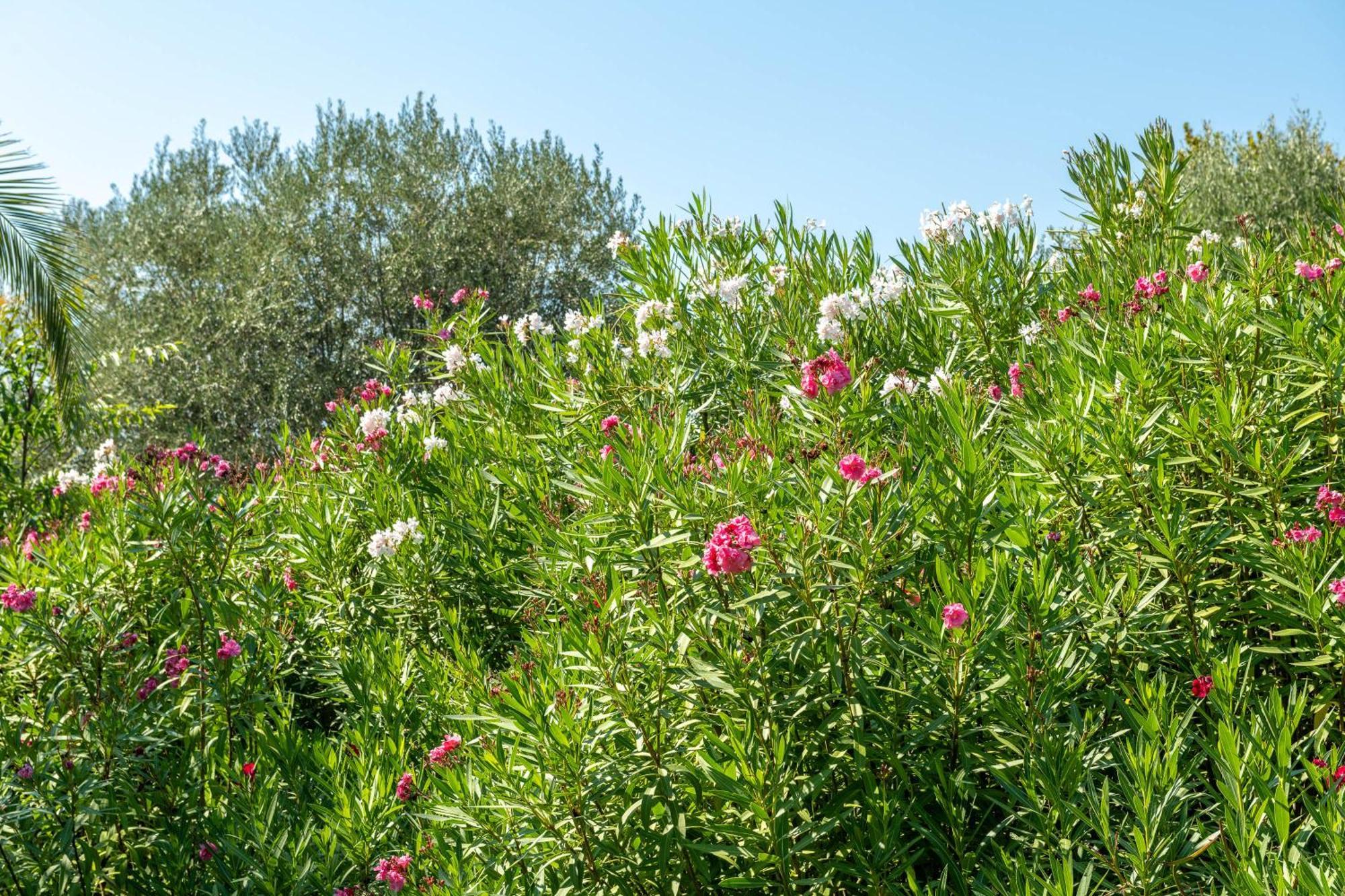 Villa Iulia - Vibra Controguerra ภายนอก รูปภาพ